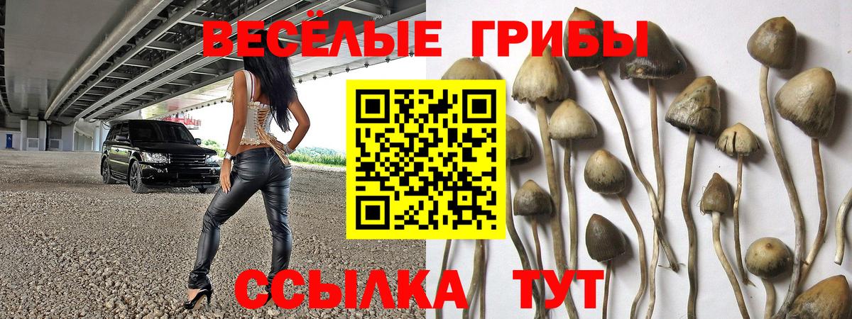 Новомосковск  Галлюциногенные грибы GOLDEN TEACHER  Вход с VPN  Галлюциногенные грибы прущие грибы 